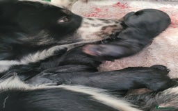Mixed Breed dogs for sale: Border collie x irish petter puppies - Image 7