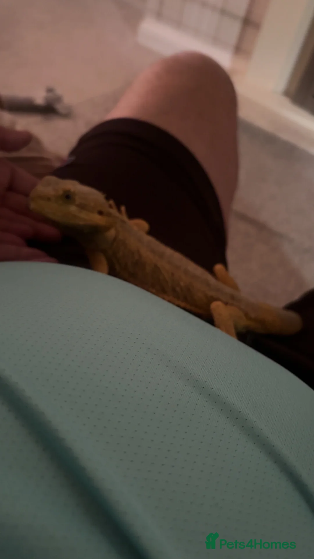 Bearded Dragon reptiles for sale: Citrus bearded dragon  - Advert 5