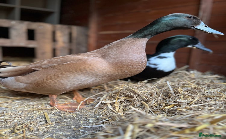 Ducks poultry - Advert 17