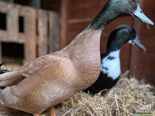 Ducks poultry - Advert 20