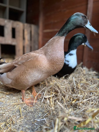 Ducks poultry - Advert 15