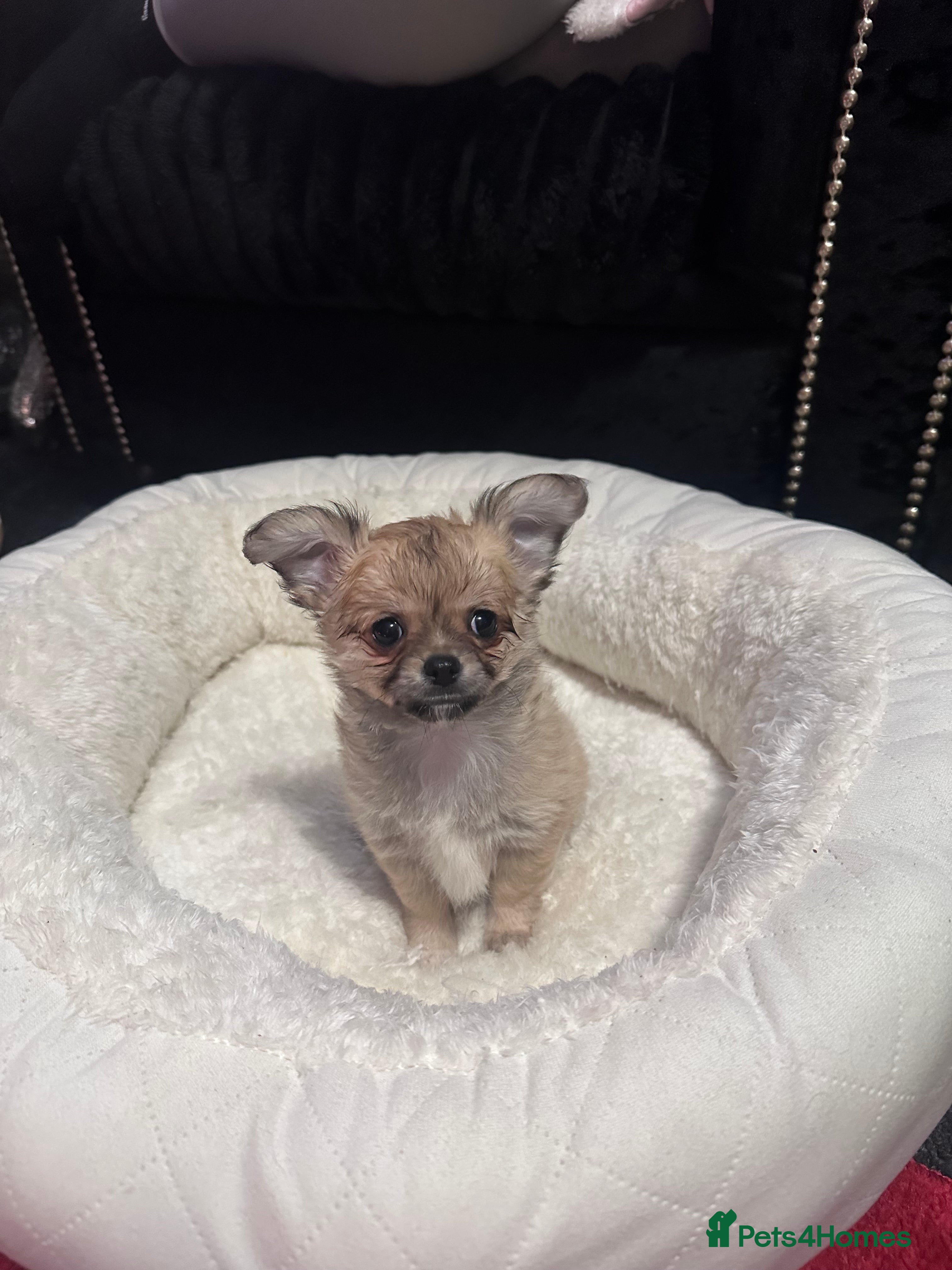 Chihuahua dogs 1 beautiful boy chihuahua puppy left💙 - Advert 4