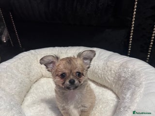 Chihuahua dogs 1 beautiful boy chihuahua puppy left💙 - Advert 4