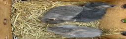 Netherland Dwarf rabbits for sale: Lovely Netherlands dwarf baby rabbits. - Advert 6