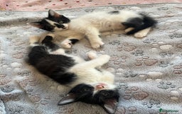 Mixed Breed cats for sale: Mixed breed kittens  - Image 12