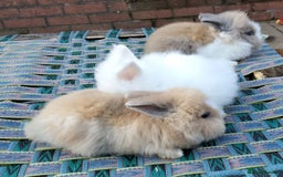 Lionhead rabbits for sale: Lovely Lionhead Baby Bunnies – Friendly & Ready🐰✨ - Advert 2