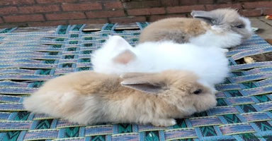 Lionhead rabbits Lovely Lionhead Baby Bunnies – Friendly & Ready🐰✨ - Advert 4