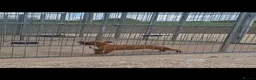 Staffordshire Bull Terrier dogs for sale: Red Staffordshire bull terrier Female  in Omagh - Advert 3