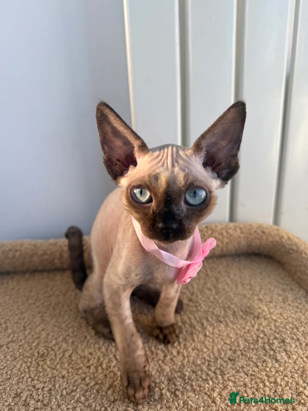 Devon Rex cats for sale: 🔥Girl🔥 GCCF🔥 ready NOW🔥😻 - Advert 9