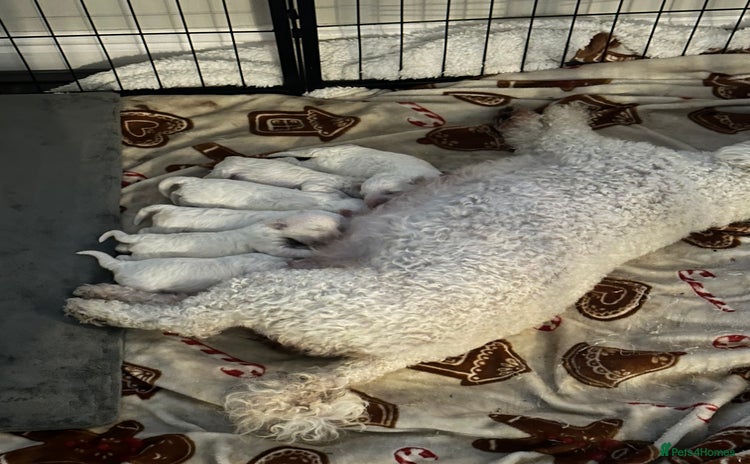 Bichon Frise dogs - Advert 1