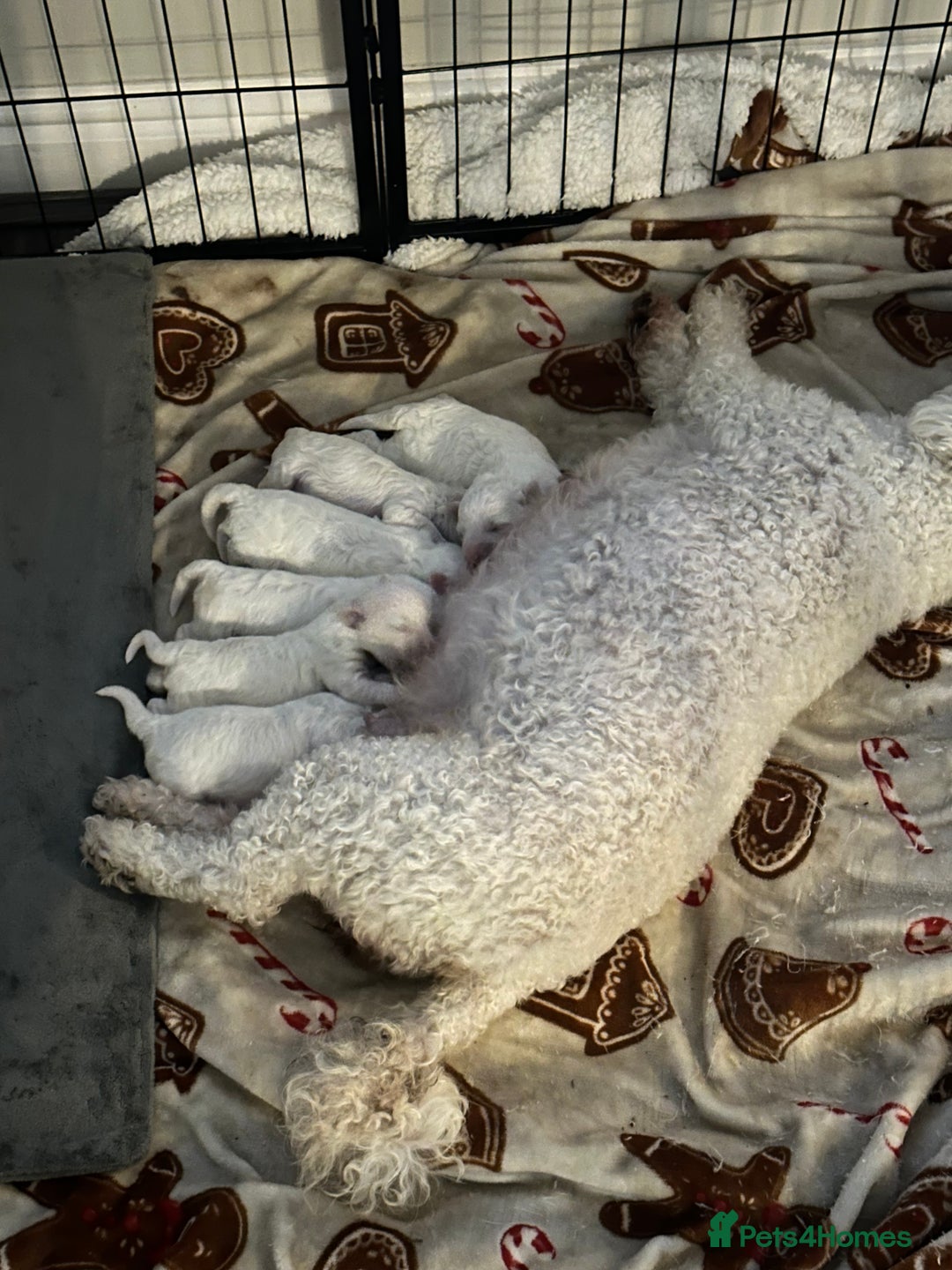 Bichon Frise dogs for sale: Bichon Frise puppies   - Image 1