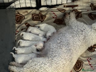 Bichon Frise dogs - Advert 2