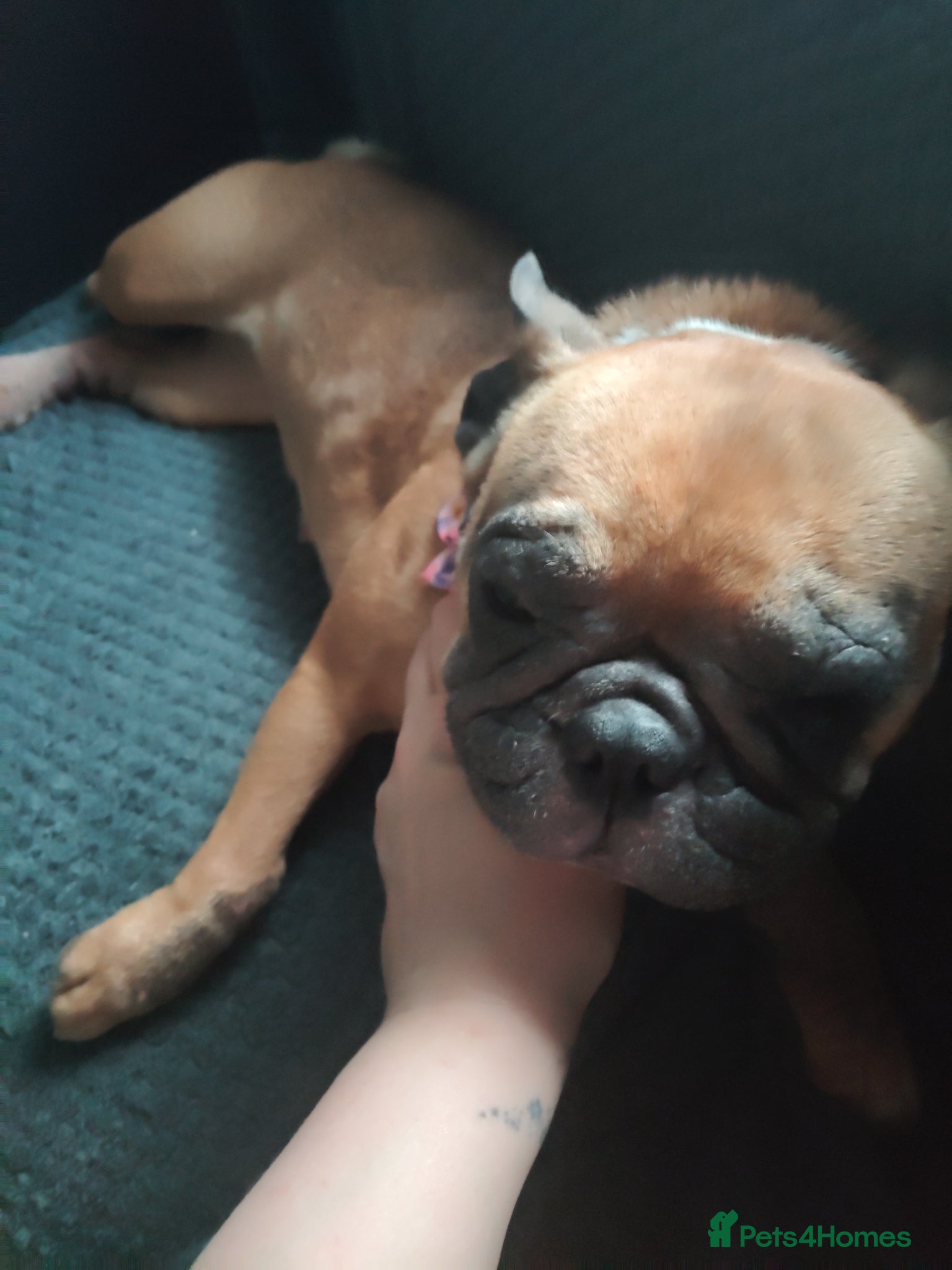 French Bulldog dogs Female frenchie 2 - Advert 4