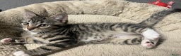 Mixed Breed cats for sale: 🐾 Beautiful Green eyed Grey tabby Kittens  - Advert 13