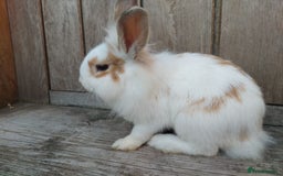 Mixed Breed rabbits for sale: Very pretty soft fluffy bunnies - Image 26