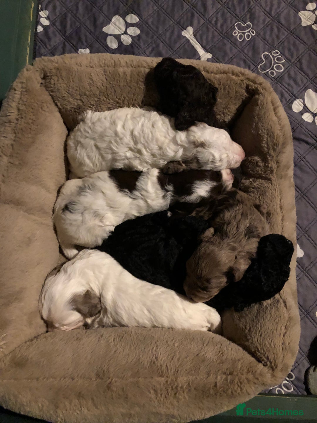 Cockapoo dogs for sale: Cockerpoo f1b puppies for sale  - Image 4