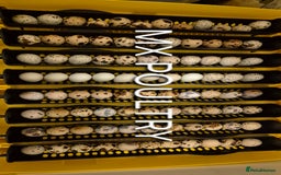 Quail poultry for sale: Standard/Jumbo/Celadon Quail Chicks & Hens - Image 3