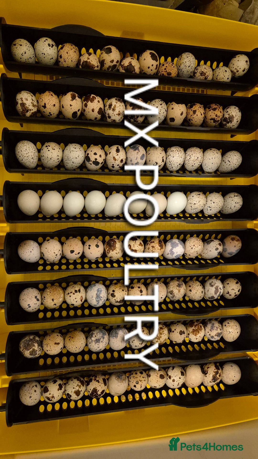Quail poultry for sale: Standard/Jumbo/Celadon Quail Chicks & Hens - Image 3