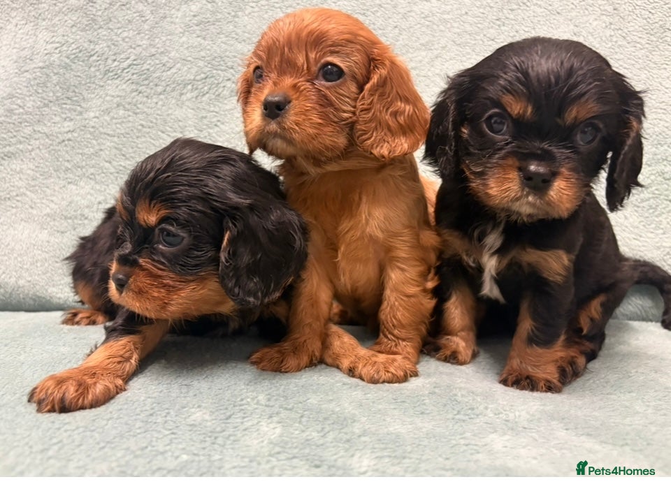 Cavalier King Charles Spaniel dogs KC King Charles Cavalier Puppies for sale  - Advert 5
