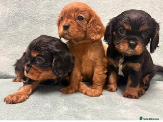Cavalier King Charles Spaniel dogs KC King Charles Cavalier Puppies for sale - Advert 5