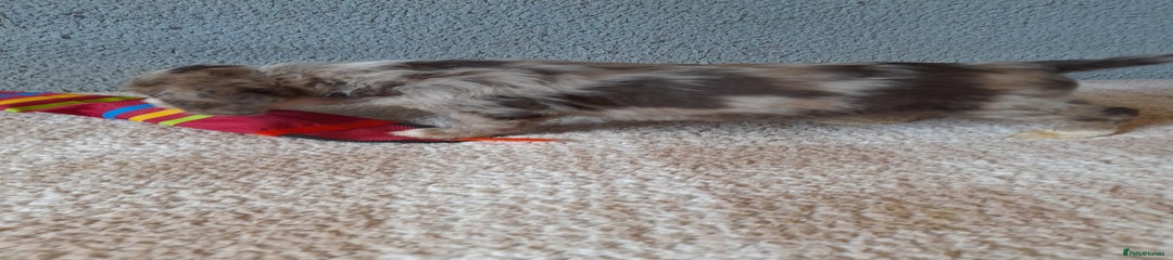 Sproodle Puppy 5