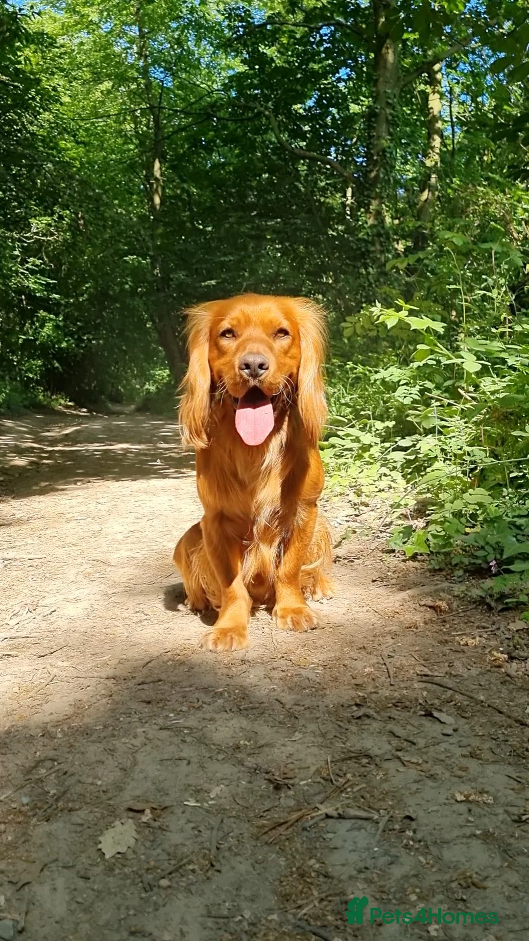 Cocker Spaniel dogs for stud: Red Working Cocker Spaniel KC and Health Tested in Shrewsbury - Advert 3