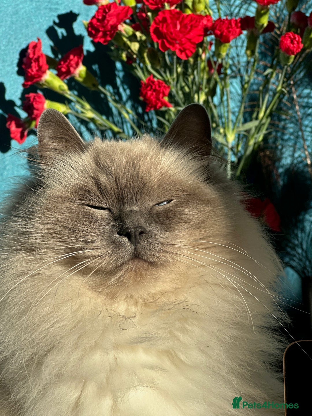 Ragdoll cats for sale: GORGEUS RAGDOLL KITTENS FOR SALE - Image 12