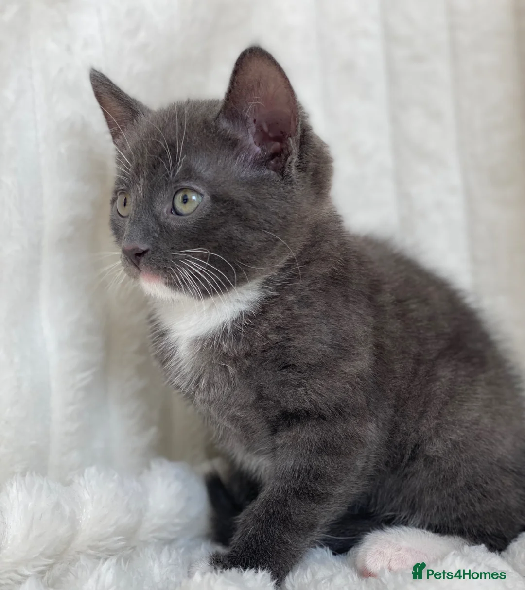 Domestic Shorthair cats for sale: Cute Grey kitten - Advert 1