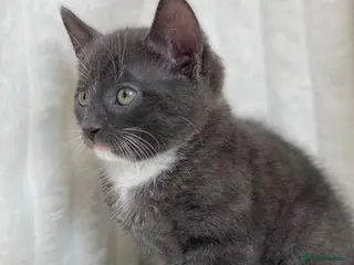 Domestic Shorthair cats Cute Grey kitten - Advert 6