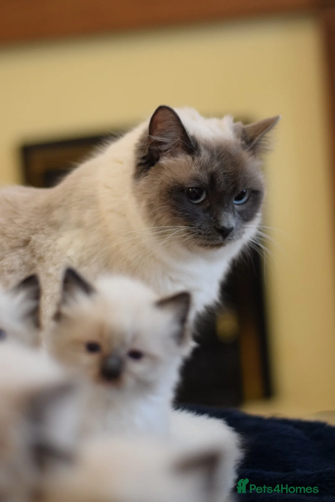 Ragdoll cats for sale: Adorable Ragdoll Kittens Looking for Forever Homes - Advert 2