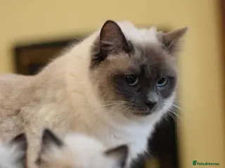 Ragdoll cats Adorable Ragdoll Kittens Looking for Forever Homes - Advert 2