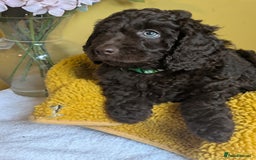Cockapoo dogs for sale: Gorgeous Cockapoo puppies - Image 12