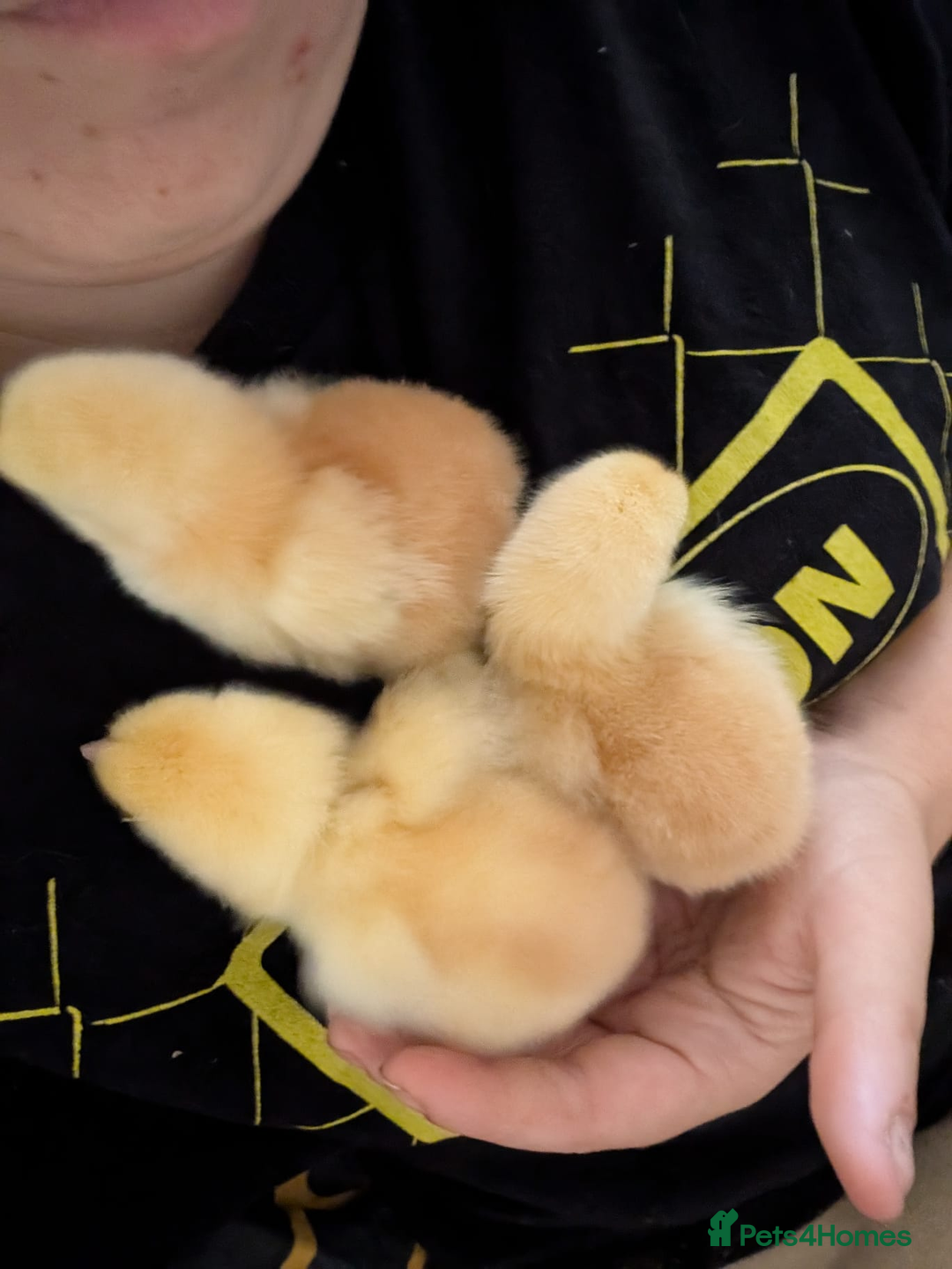 Chickens poultry for sale: Various unsexed chicks and Quails - Image 14