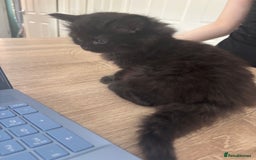 Mixed Breed cats for sale: 4 black fluff balls  - Image 13