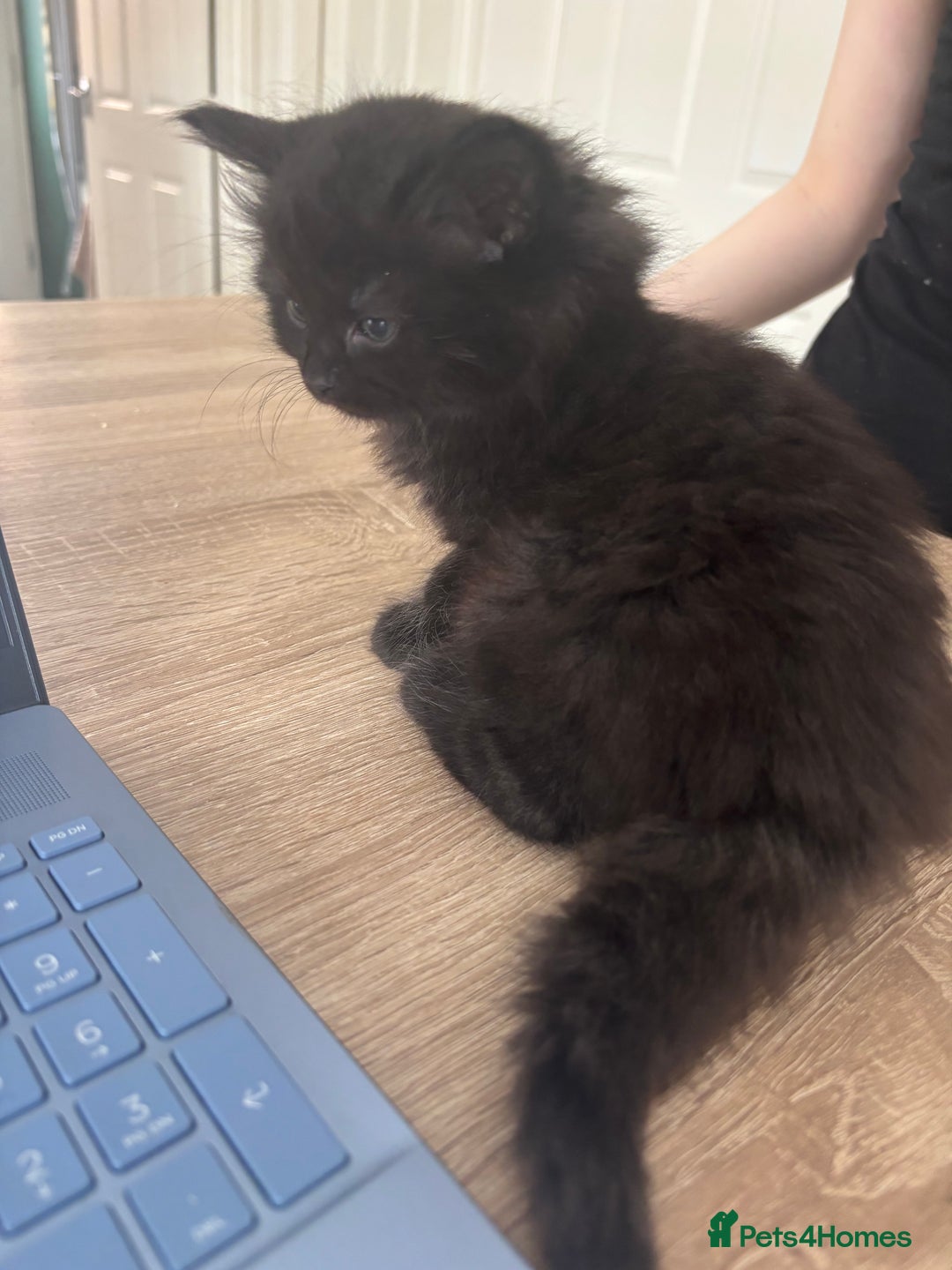 Mixed Breed cats for sale: 4 black fluff balls  - Image 13