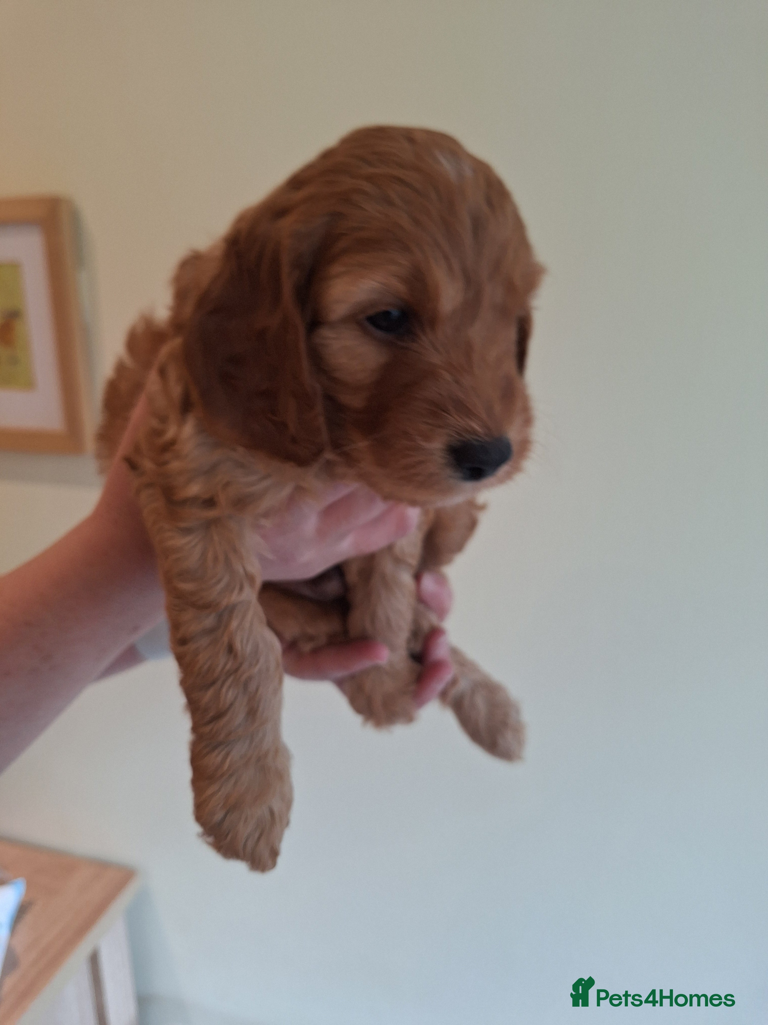 Cockapoo dogs for sale: Cockerpoo in Deal - Advert 5