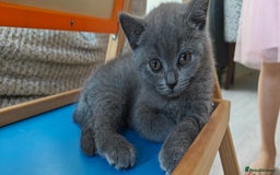 British Shorthair cats for sale: British shorthair blue / lilac kittens  - Image 21