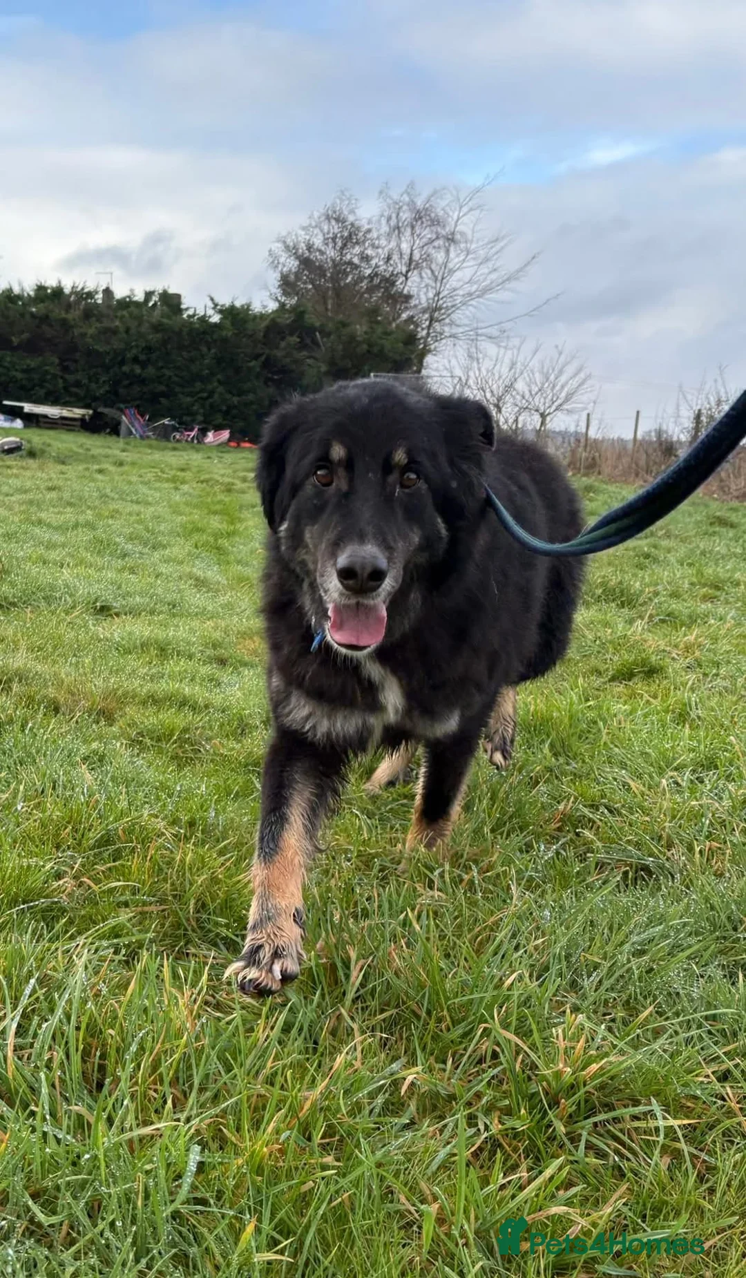 Mixed Breed dogs for adoption: Waffle - Norwich Norfolk  - Advert 10