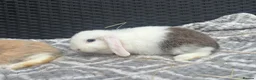 Mini Lop rabbits for sale: Beautiful coloured mini lops - Advert 2
