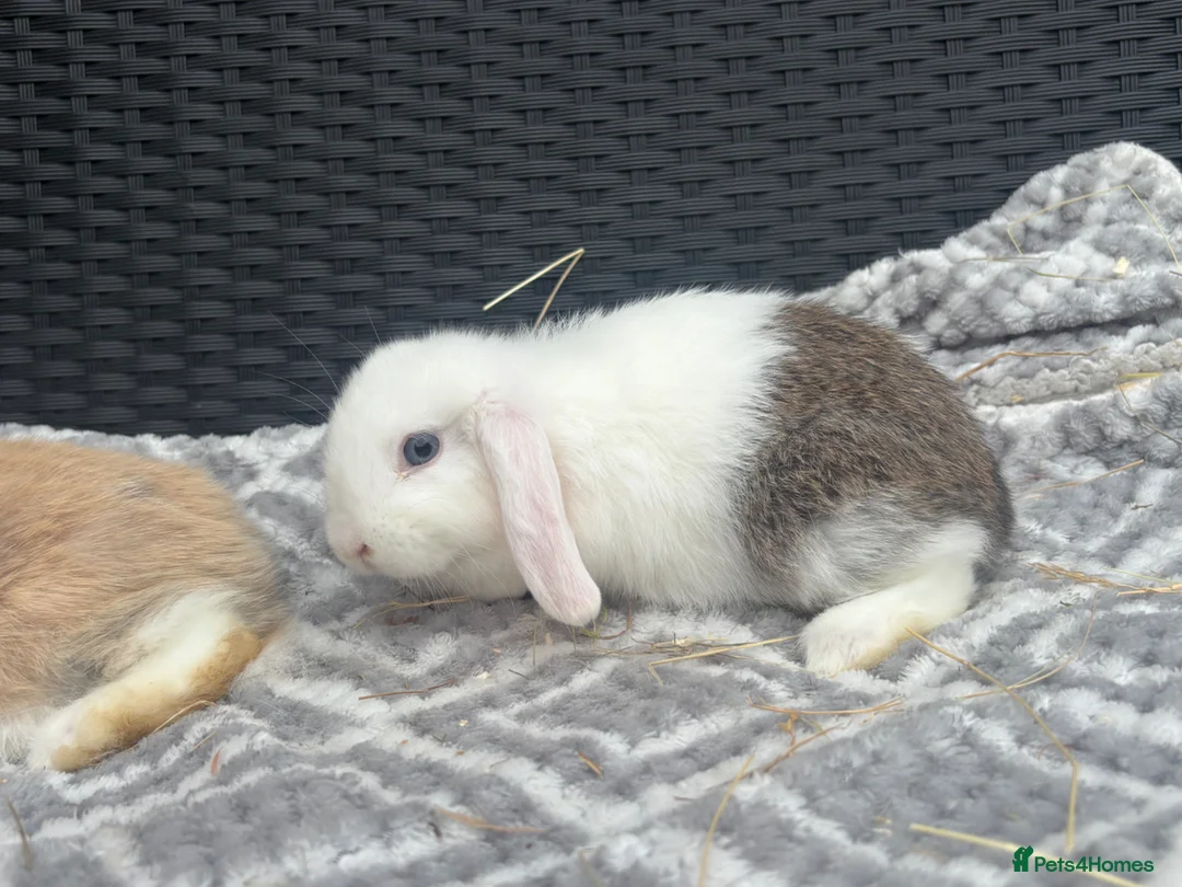 Mini Lop rabbits for sale: Beautiful coloured mini lops - Advert 2
