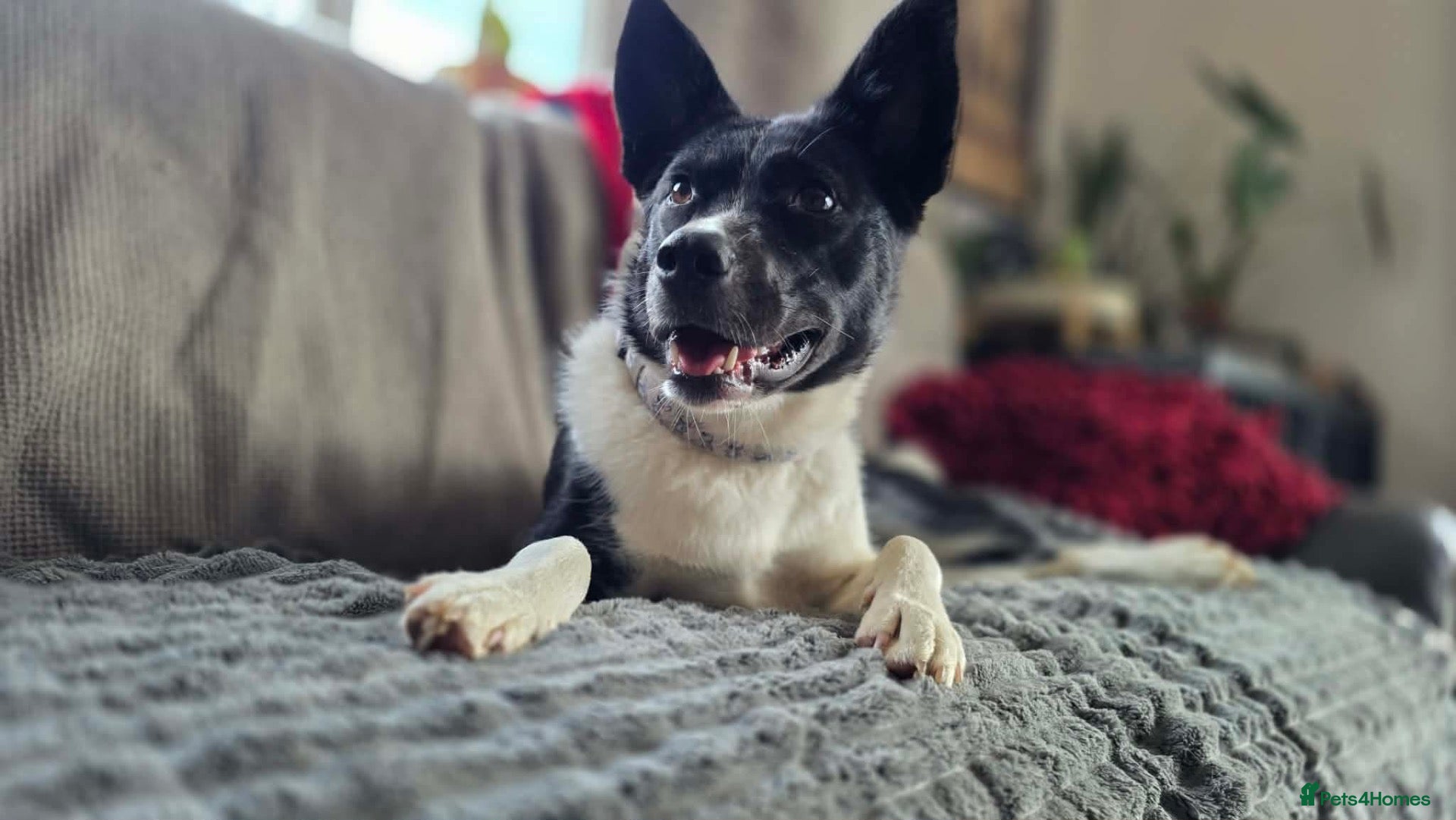 Mixed Breed dogs 💛🐾 ZOOMIES INCLUDED - MEET PIXIE - Advert 2