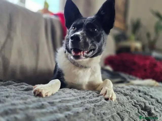 Mixed Breed dogs for adoption: 💛🐾 ZOOMIES INCLUDED - MEET PIXIE - Advert 12
