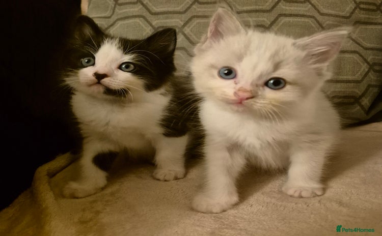 Ragdoll cats - Advert 1