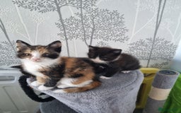 Mixed Breed cats for sale: Kittens - Image 8