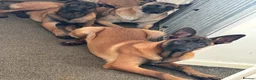 Belgian Shepherd Dog dogs for sale: Belgian Malinois pups  - Advert 23