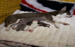 Chihuahua dogs for sale: XS Chocolate and Tan wrapped in Cream Boy  - Image 33