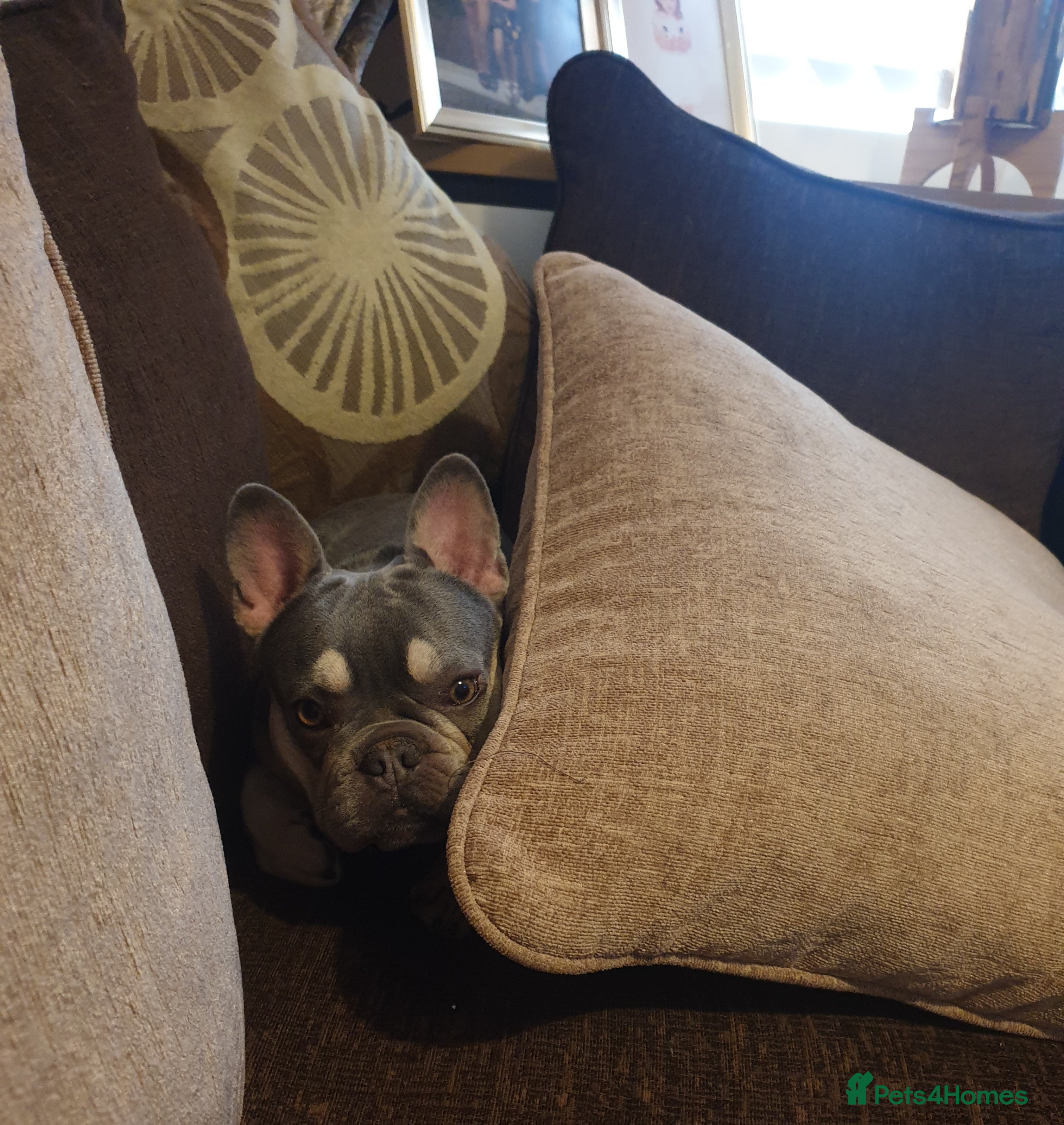 French Bulldog dogs Lovely frenchie girl looking for forever home - Advert 3