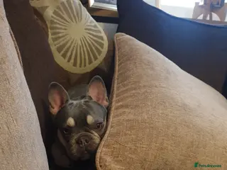 French Bulldog dogs Lovely frenchie girl looking for forever home - Advert 3
