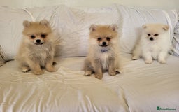 Pomeranian dogs for sale:  beautiful boy pomeranians - Image 5