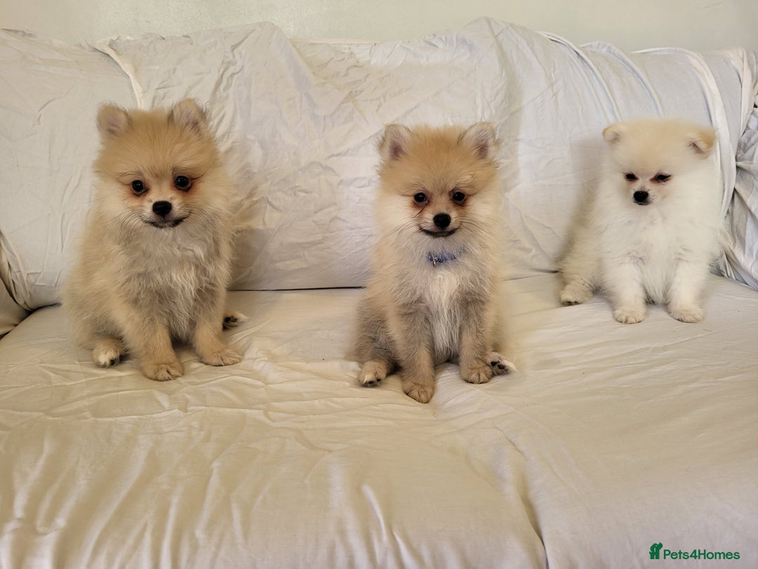 Pomeranian dogs for sale:  beautiful boy pomeranians - Image 5